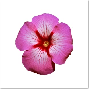 Pink Petunia Flower Graphic Art Print Posters and Art